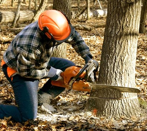 Tree Removal in Oakhurst, OK